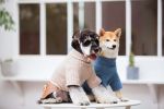 Touchdog 'Modress' Fashion Designer Dog Sweater and Dress